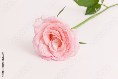 Blooming rose flowers Pink Panther isolated on white background