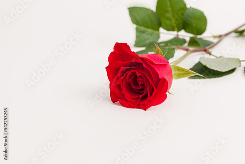 Blooming red rose flower isolated on white background
