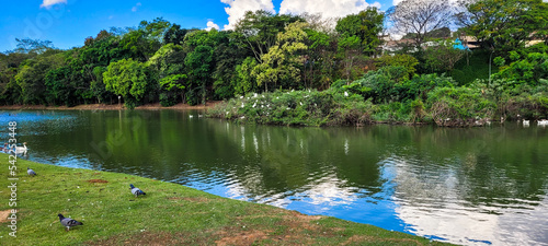 natural lake with birds on geese