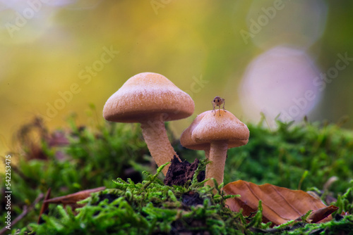 Macro shot of two mushrooms on a mossy hill with a blurred background