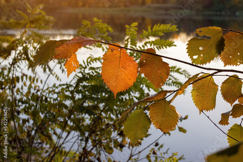 Yellow autumn leaves on the background of the river. Autumn sunset on the river. October, september, november