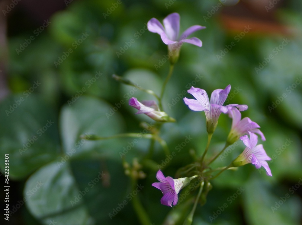 Closeup shot of the purple field flowers