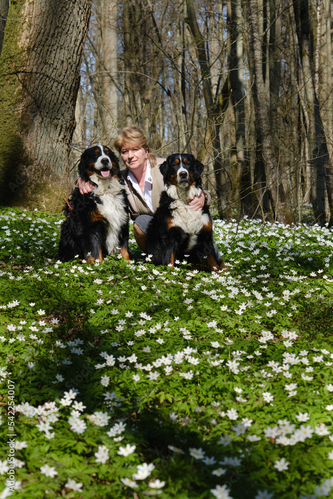 Fototapeta premium dogs and flowers