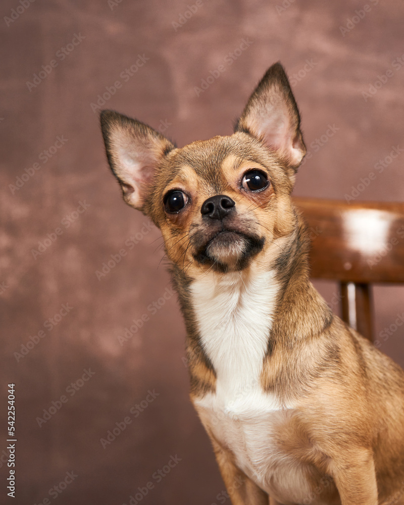 Cute chihuahua dog on a brown background. Studio photography. The dog's muzzle in close-up.