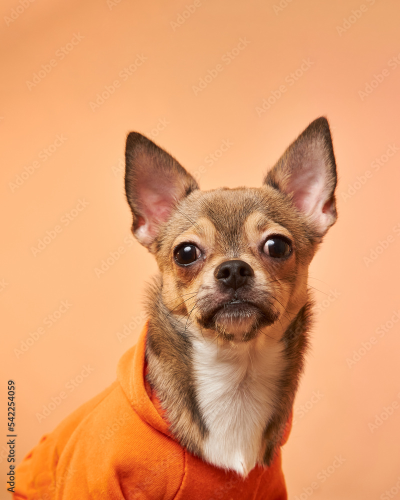 Cute chihuahua dog in a hoodie on an orange background. The dog looks at the camera. 