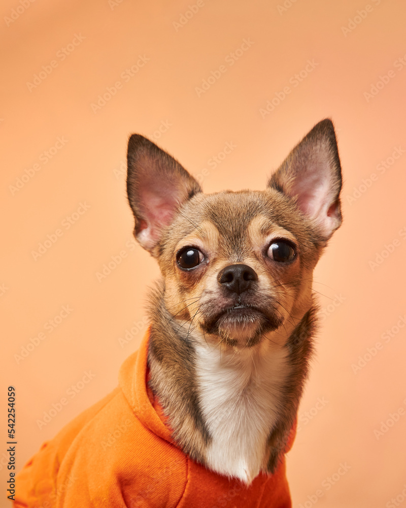 Cute chihuahua dog in a hoodie on an orange background. The dog looks at the camera. Cute chihuahua dog in a hoodie on an orange background. The dog looks at the camera.