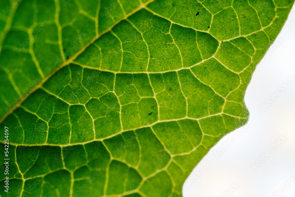 Freen leaf macro photography Freen leaf macro photography