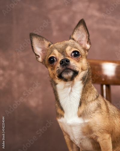 Cute chihuahua dog on a brown background. Studio photography. The dog s muzzle in close-up.