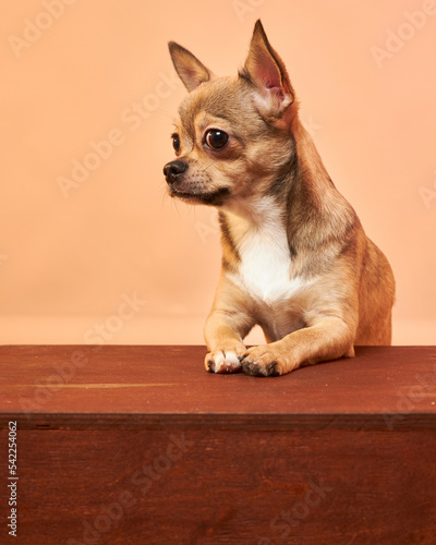 Funny dog face close-up. A dog with a suspicious face. Chihuahua. Funny memes.