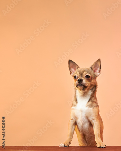 Funny dog face close-up. A dog with a suspicious face. Chihuahua. Funny memes. © Anton