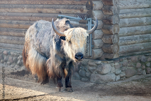 Brown yak bos mutus near farm barn with carding for animals device cow cleaning machine grooming brushes. Cattle mountain bull yak ox buffalo bison mammals animal. photo