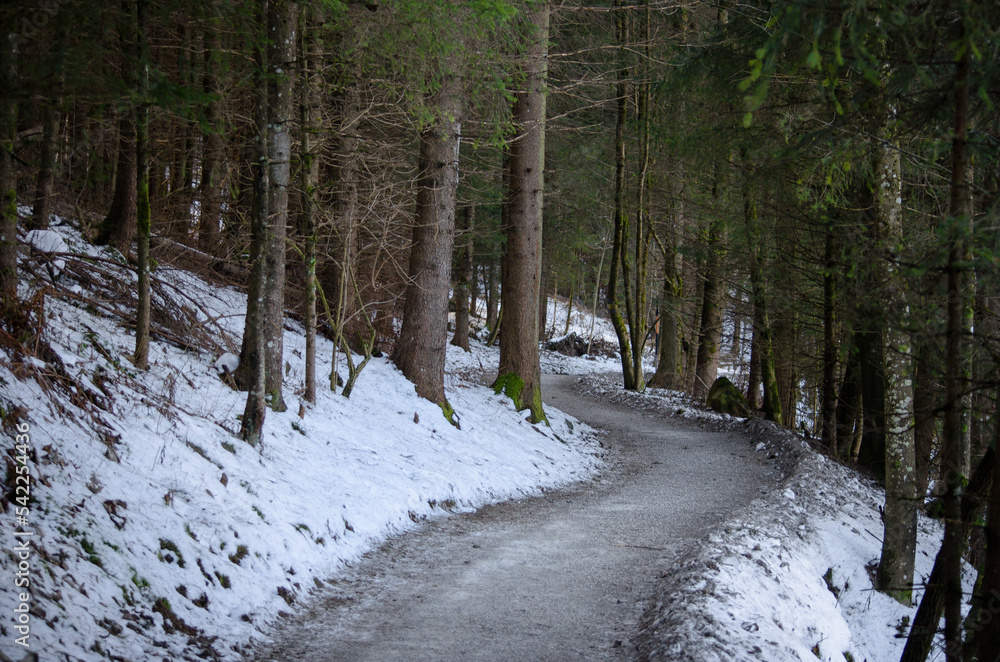 Winding footpath through a pine forest covered with snow, mystic winter landscape Winding footpath through a pine forest covered with snow, mystic winter landscape