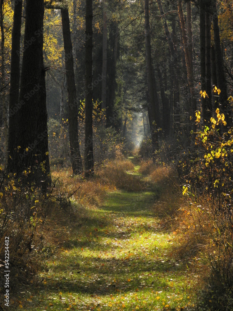 Obraz premium Leśna droga leśna