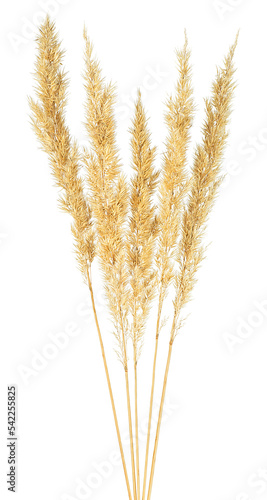 Spikelets of bulrush isolated on a white background. Reed spikelets.