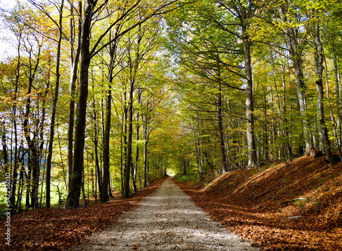 a road leading through the scenic sun-drenched autumnal forest with yellow trees in the Bavarian countryside Konradshofen village (Bavaria, Germany) 