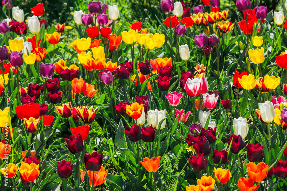 Vibrant tulip meadow filled with red, orange, white and purple flowers