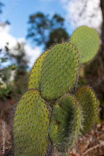 Cactus Opuntia leucotricha Plant with Spines Close Up. Green plant cactus with spines and dried flowers.Indian fig opuntia  barbary fig  cactus pear  spineless cactus  prickly pear.