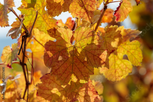 Autumn yellow vine leaf