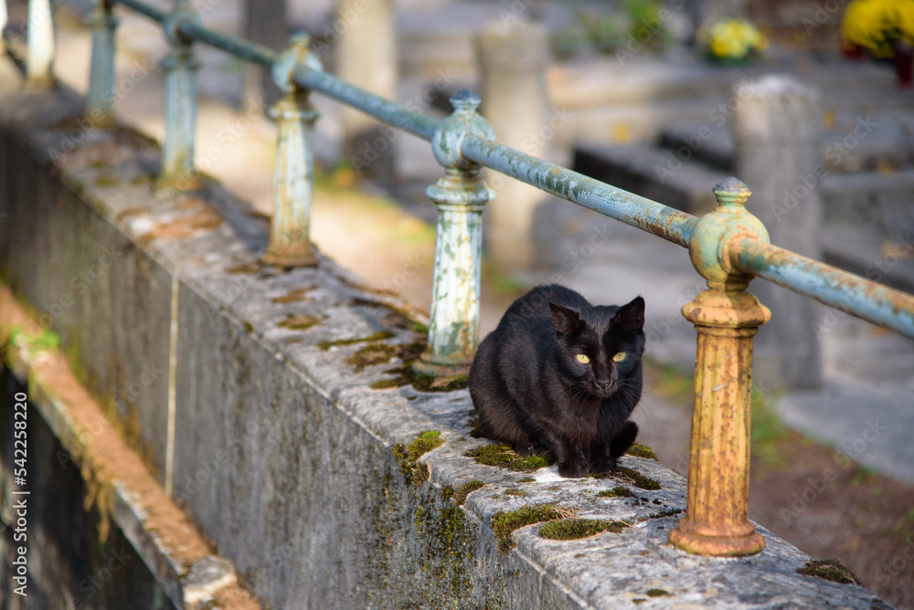 Obraz premium Black cat on the graveyard fence