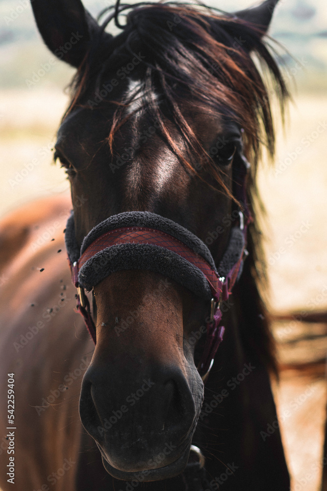 Obraz premium Horses