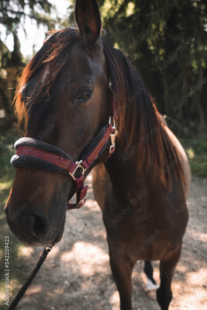 Obraz premium Horses