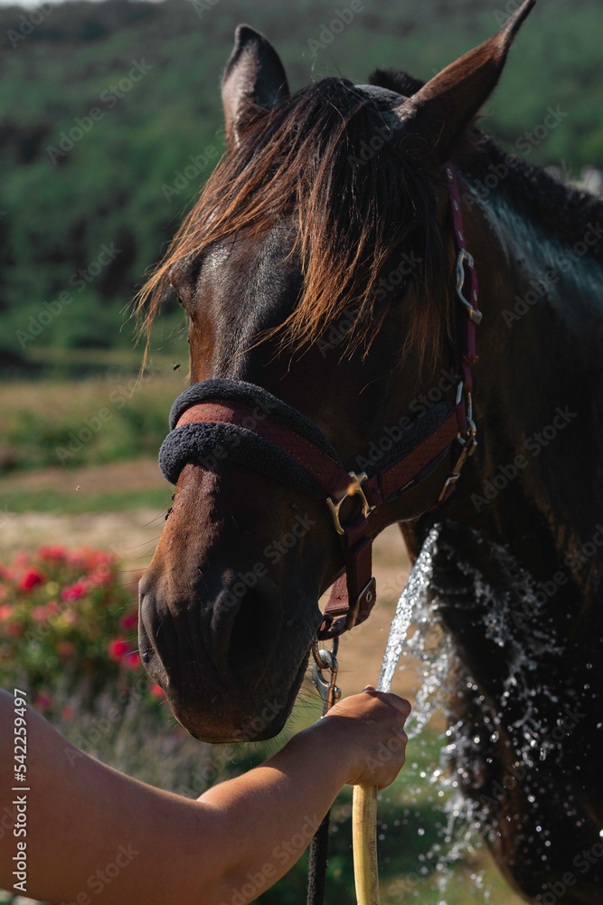 Obraz premium Horses