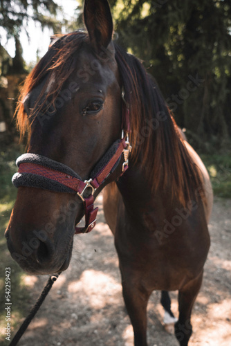 Horses © Francesca
