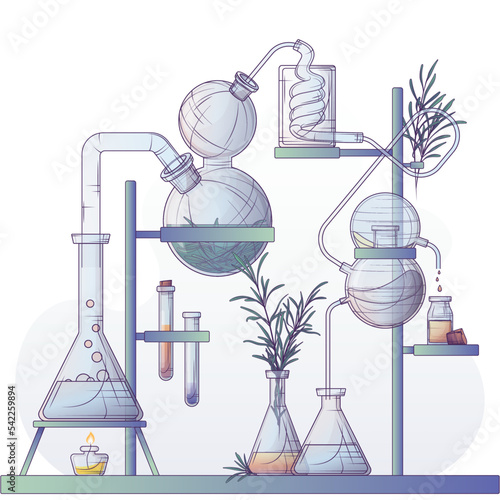 Technological production of essential oil and flower water using a steam distillation apparatus. Vector illustration of making perfume in a chemical laboratory. Rosemary leaves.