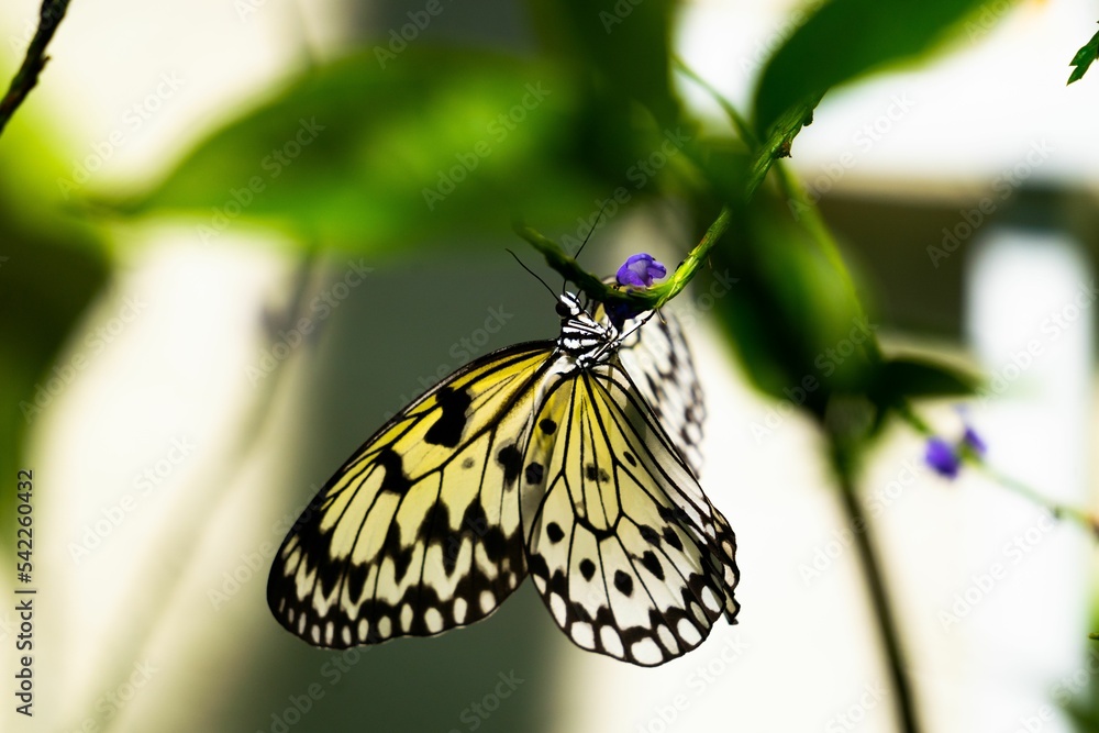 Fototapeta premium Close up of a large tree nymph butterfly (Idea leuconoe) on a purple flower stem