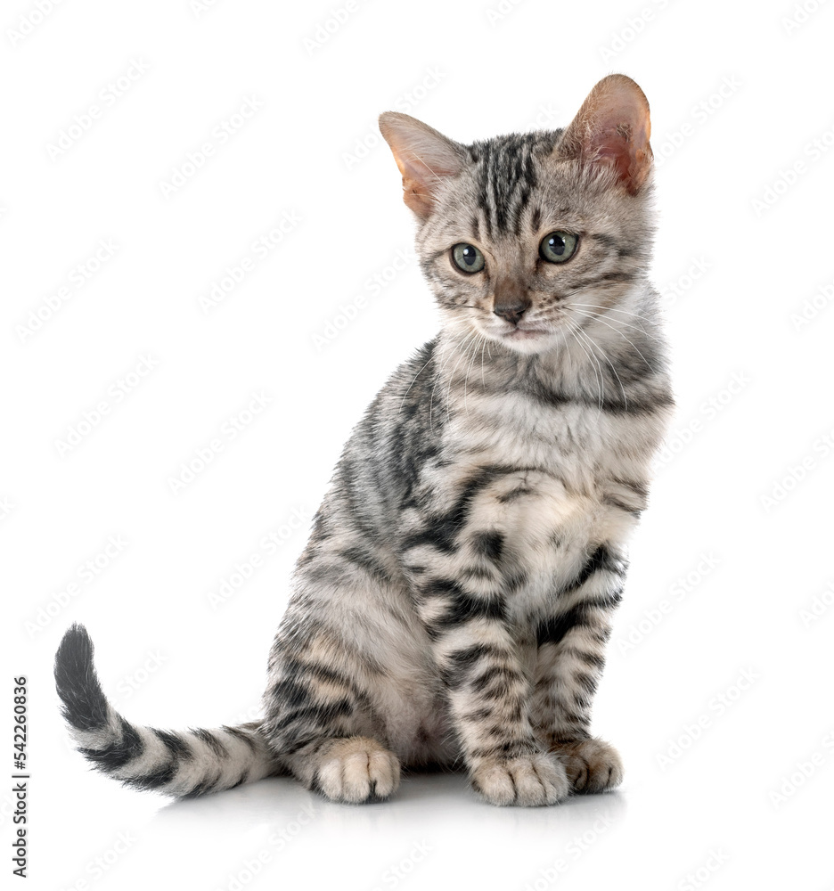 Obraz premium bengal kitten in studio