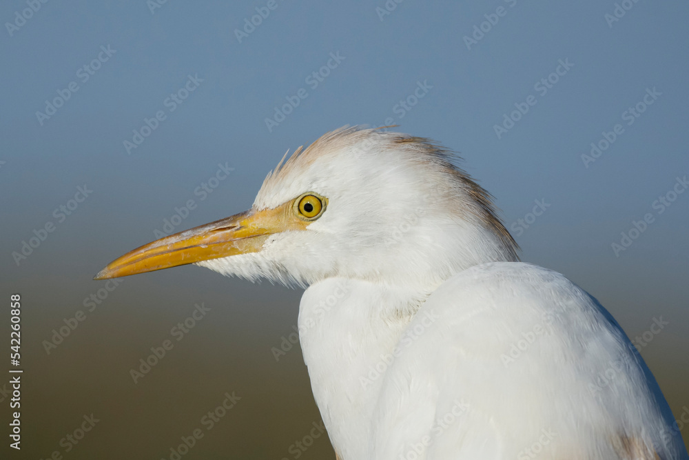 Portrait of cattle egret - Bubulcus ibis with blue background. Photo from Akrotiri Wetland in Cyprus Portrait of cattle egret - Bubulcus ibis with blue background. Photo from Akrotiri Wetland in Cyprus