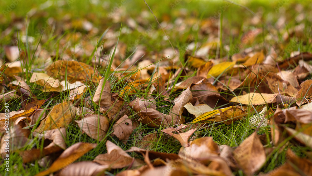 Herbstblätter in tollen Farben im Gargen Herbstblätter in tollen Farben im Gargen