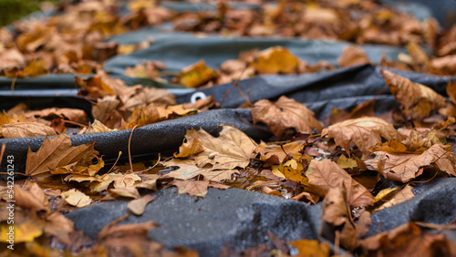 Herbstblätter in tollen Farben im Gargen