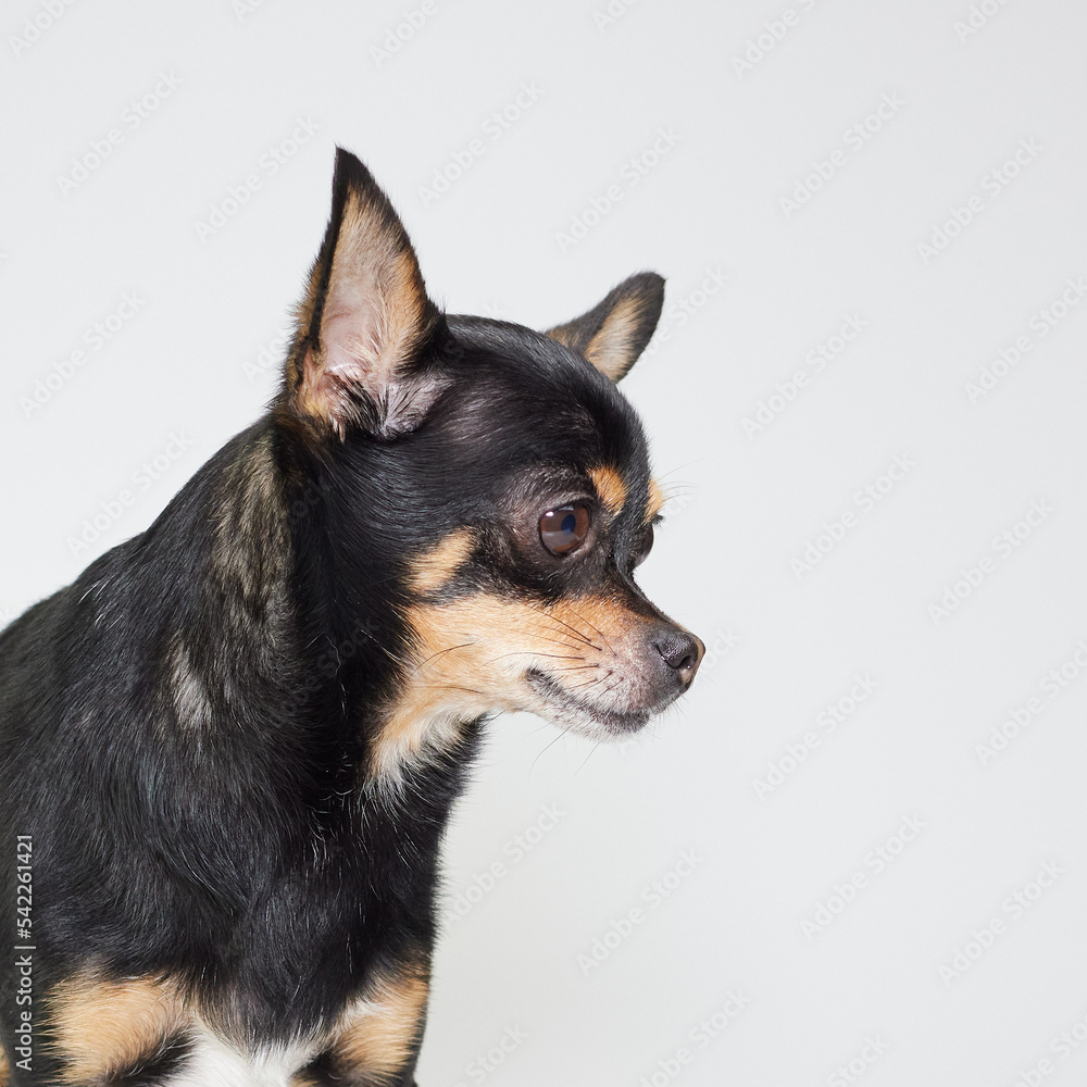 Portrait of young black chihuahua in studio Portrait of young black chihuahua in studio