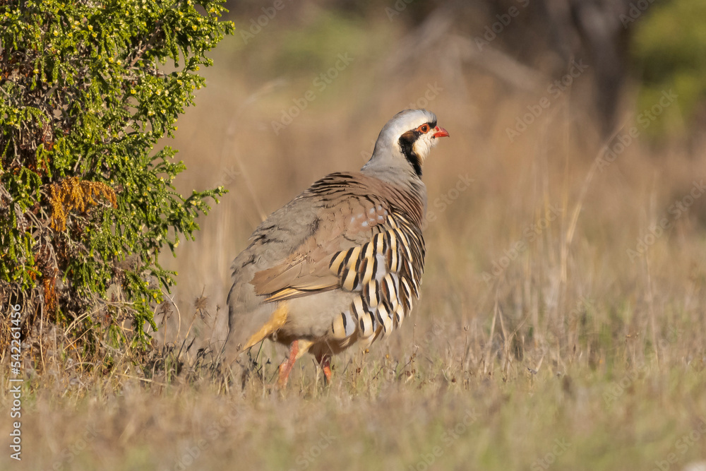 Chukar partridge or chukar/Chakor - Alectoris chukar standing on dried yellow grass. Photo from Akrotiri in Cyprus. Chukar partridge or chukar/Chakor - Alectoris chukar standing on dried yellow grass. Photo from Akrotiri in Cyprus.