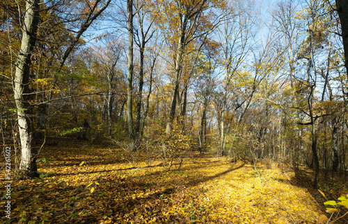 autumn forest landscape