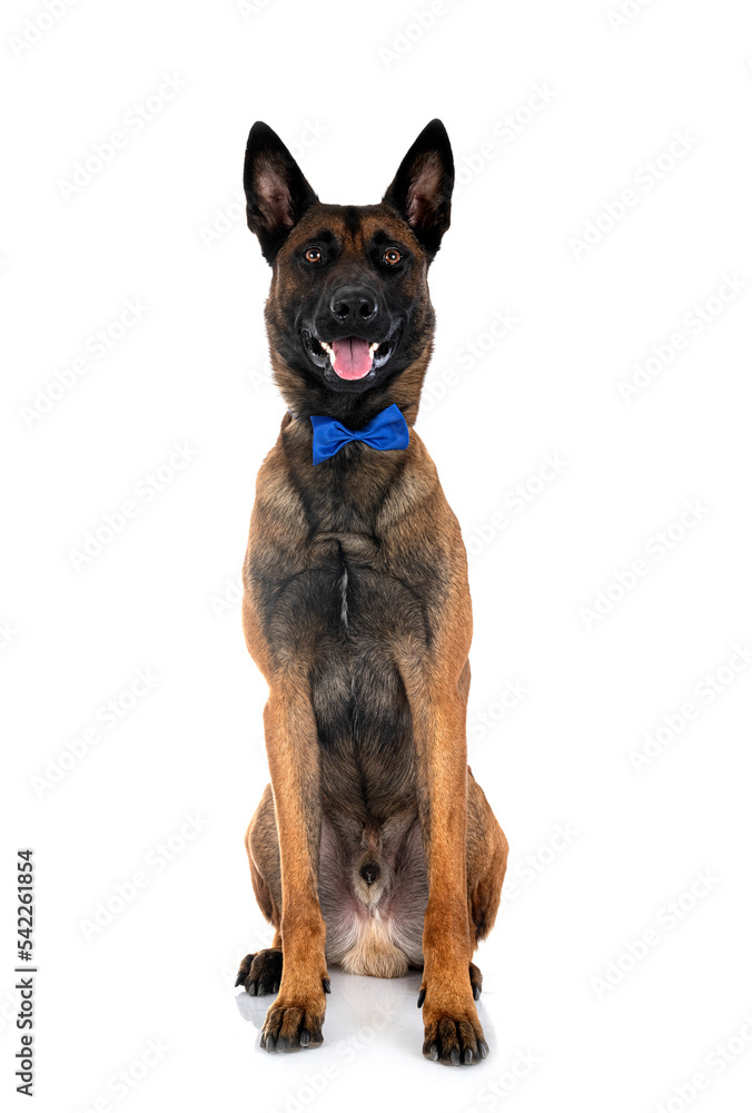  malinois in studio