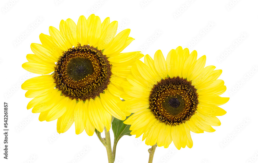 Obraz premium yellow sunflower isolated