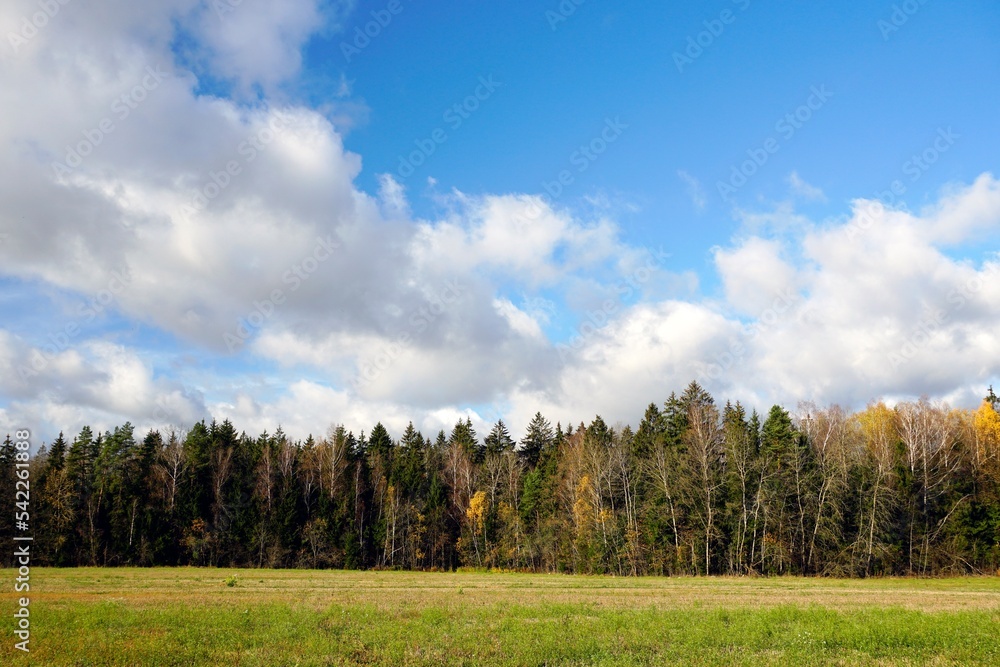 Autumn colors. Harvested field and forest edge. Bright yellow fox birches. White tree trunks. Blue sky