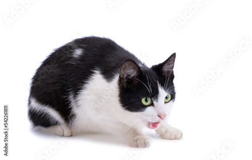 black and white cat isolated