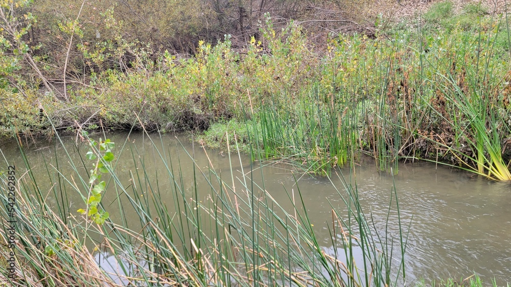 reeds in the water reeds in the water