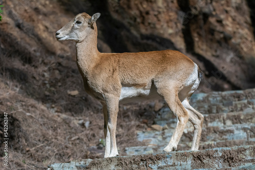 Young cyprus mouflon - Ovis gmelini ophion standing on road. Photo from Cyprus.