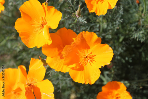 California Golden Poppies in Bloom