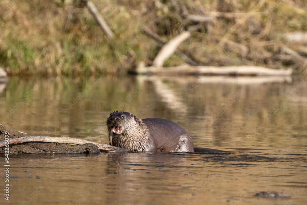Fototapeta premium European otter on the Vistula River in Poland, eats fish, fish hunting