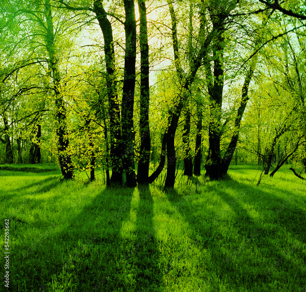 Naklejka premium trees in the park