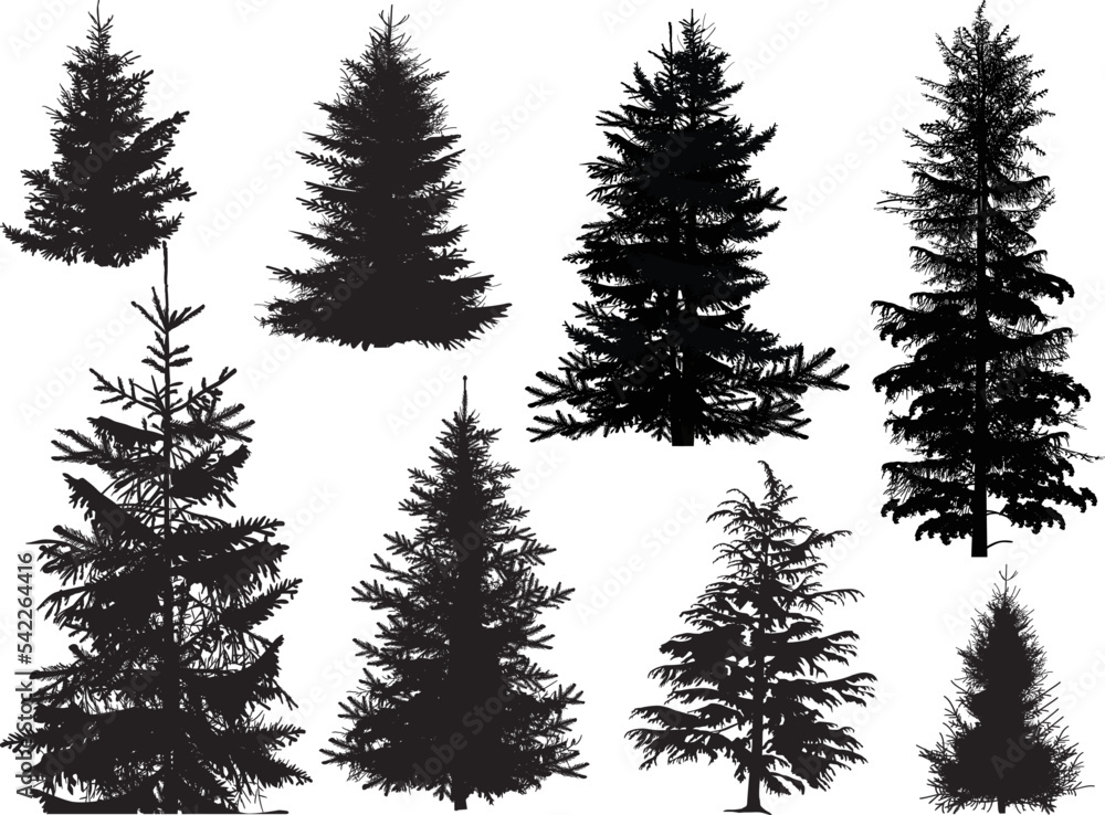 Fototapeta premium fir eight silhouettes isolated on white