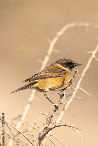 Common stonechat - Saxicola torquatus perched with light brown background. Photo from Larnaca in Cyprus. Copy space on right side.