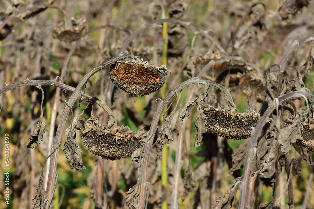 Drought and heatwave in France, in a dead sunflower field due to high heat. Drought and heatwave in France, in a dead sunflower field due to high heat.