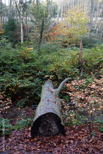 Braunes Herbstlaub am Menkhauser Bach im Schopketal im Herbst in Oerlinghausen bei Bielefeld am Hermannsweg im Teutoburger Wald in Ostwestfalen-Lippe photo