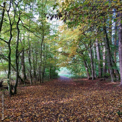 Herbstlicher Waldweg mit grünen Ästen und braun goldenes Laub auf dem Boden 